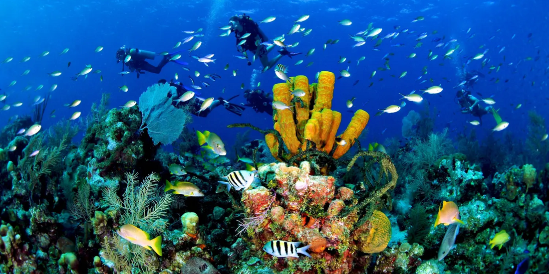 Scuba divers swimming above a colorful coral reef in the Cayman Islands, showcasing vibrant marine life and clear Caribbean waters.