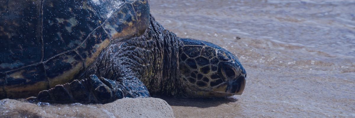 Oahu Hawaii sea turtles